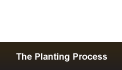 The Planting Process