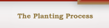 The Planting Process